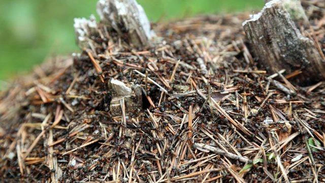 Ormanı yamyam Karıncalar Koruyor