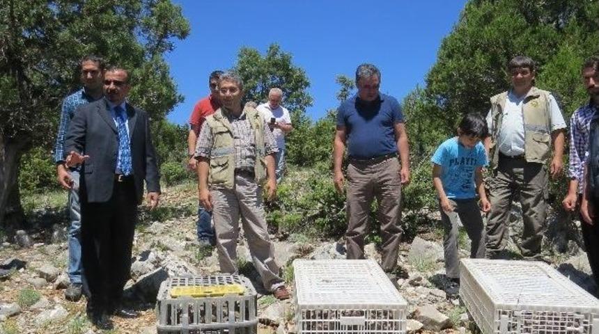 Saimbeyli&rsquo;de Doğaya Bin Adet Kınalı Keklik Salındı