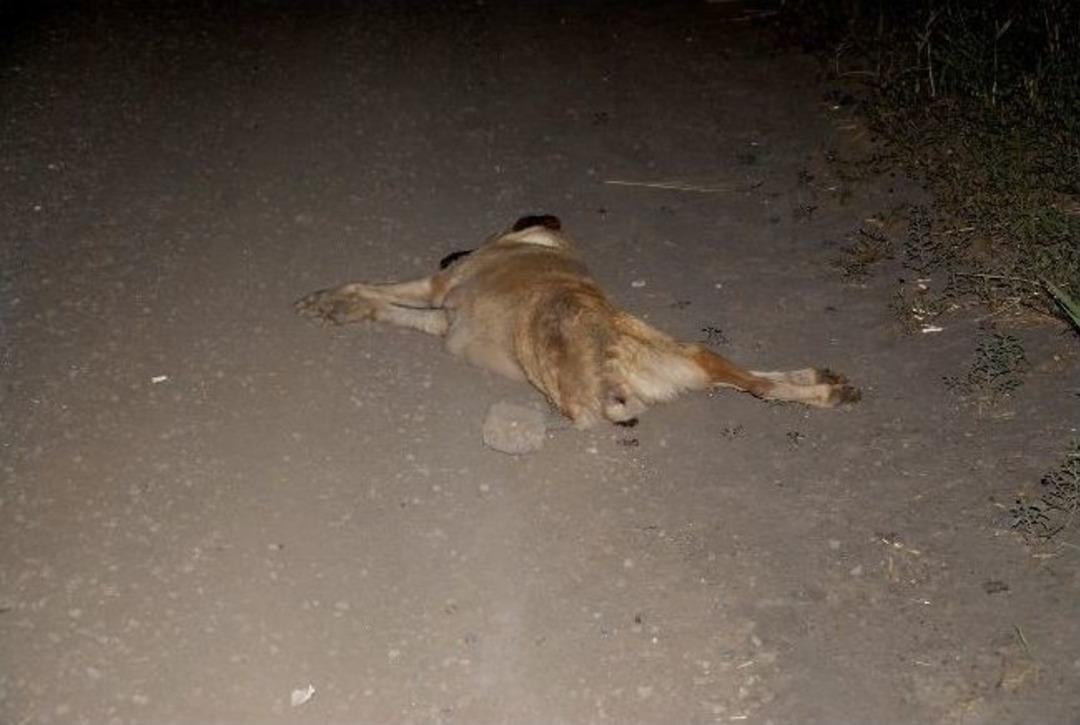 Siverek&rsquo;te Motosiklet Kazası: 2 Yaralı