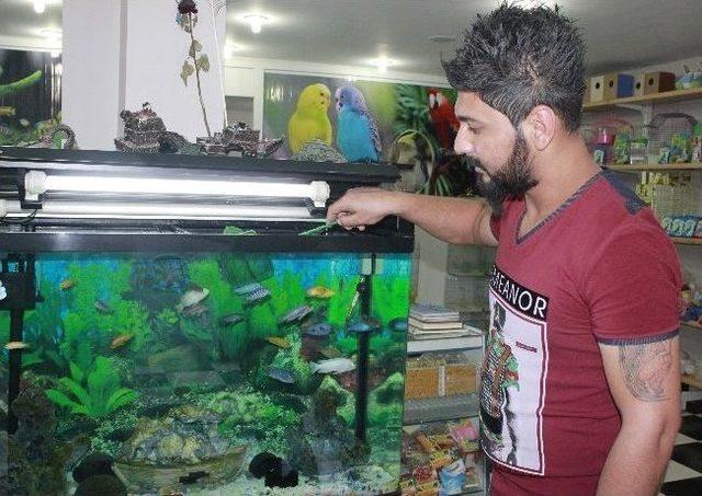 S&uuml;s Hayvanlarına İlgi Arttı 1