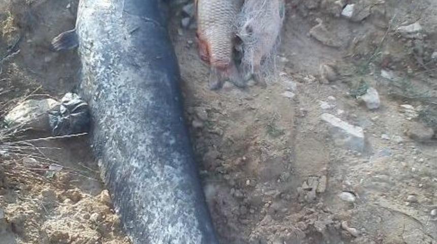 Sulama G&ouml;letinde Balıklar Telef Oldu