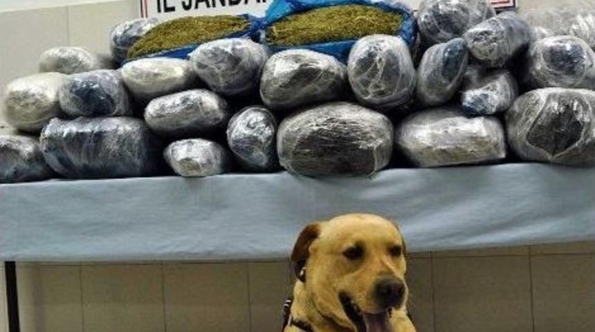 Yozgat Jandarması 115 Kilo Esrar Ele Ge&ccedil;irdi