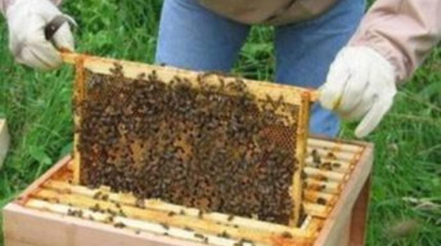 G&uuml;r&uuml;n&rsquo;de Arılıcık Kursu A&ccedil;ılıyor