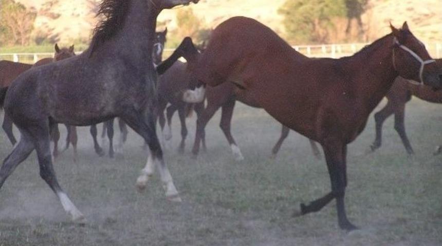 &Uuml;nl&uuml; Yarış Tayları G&ouml;r&uuml;c&uuml;ye &Ccedil;ıkıyor