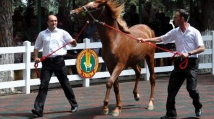 &Uuml;nl&uuml; Yarış Tayları, G&ouml;r&uuml;c&uuml;ye &Ccedil;ıkıyor