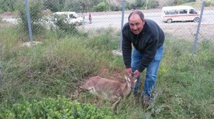 Doğum Yapamayan Yaban Ke&ccedil;isi Yavrusuyla Birlikte Telef Oldu