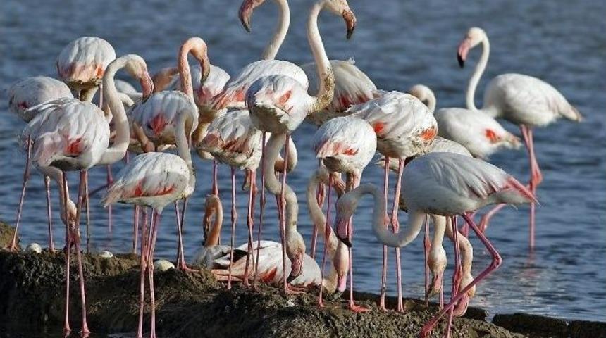 Chp'li G&uuml;ler, Bakan Eroğlu'na Kuşcenneti'ni Sordu