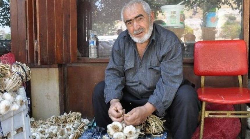 Sarımsak Sezonu A&ccedil;ıldı