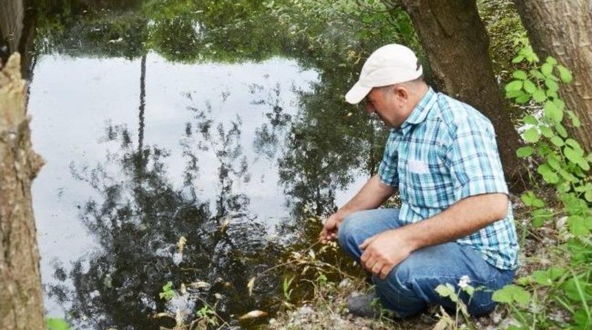 Balık &Ouml;l&uuml;mleri Vatandaşları Tedirgin Etti