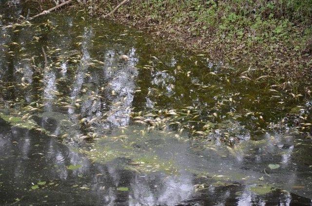 Balık Ölümleri Vatandaşları Tedirgin Etti