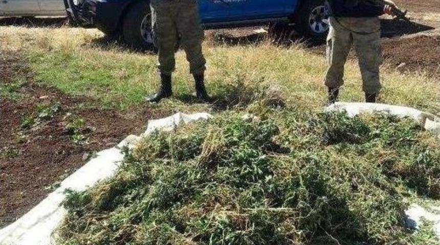 Jandarmadan Esrar Ve Hint Keneviri Operasyonu