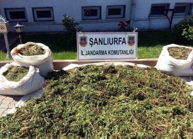 Jandarmadan Esrar Ve Hint Keneviri Operasyonu 1