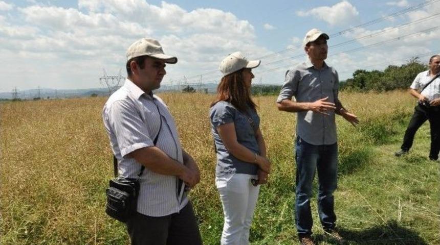 Kartepe&rsquo;de Kanola Tarla G&uuml;n&uuml;