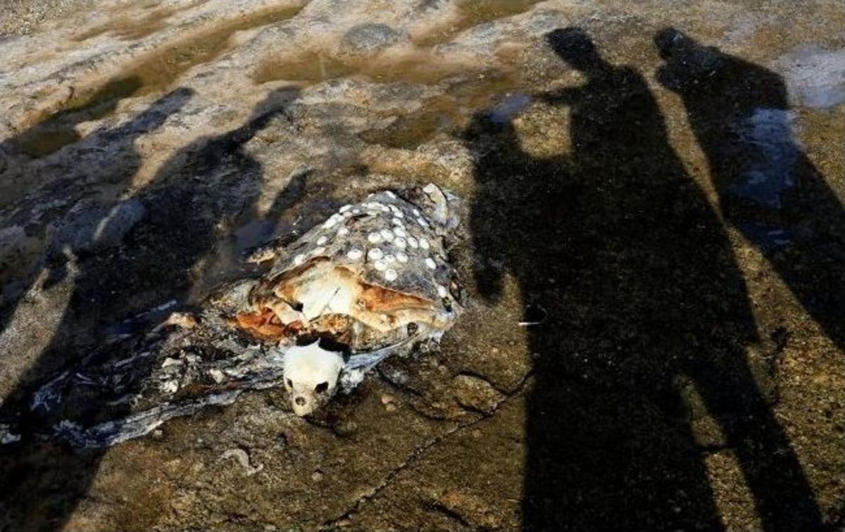 Milas'ta 150 Yaşındaki Caretta Caretta Sahile Vurdu