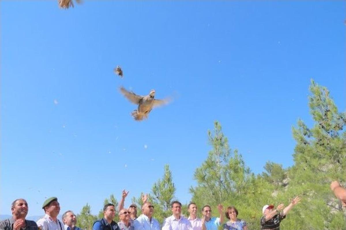 Mut&rsquo;ta Doğaya 600 Adet Kınalı Keklik Salındı