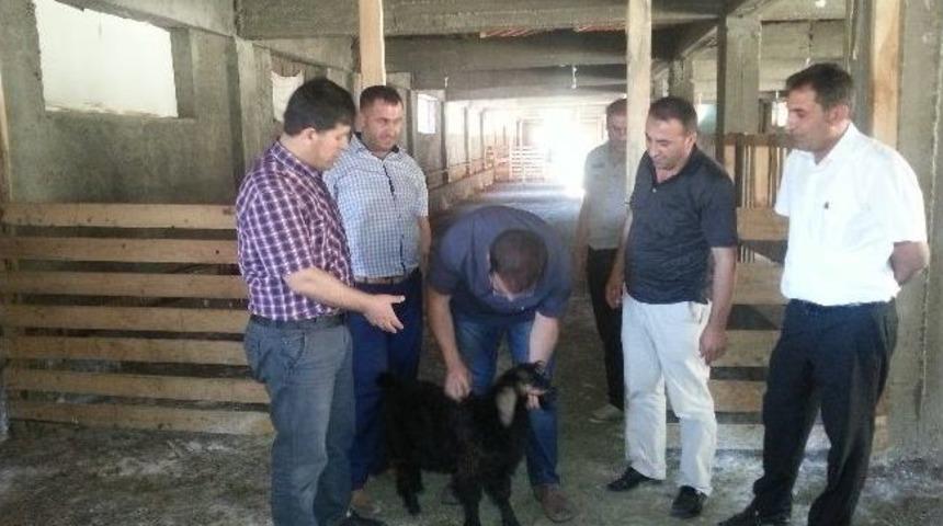 Dika Koordinat&ouml;r&uuml; Cizre'deki Halep Ke&ccedil;isi &Ccedil;iftliğini Ziyaret Etti