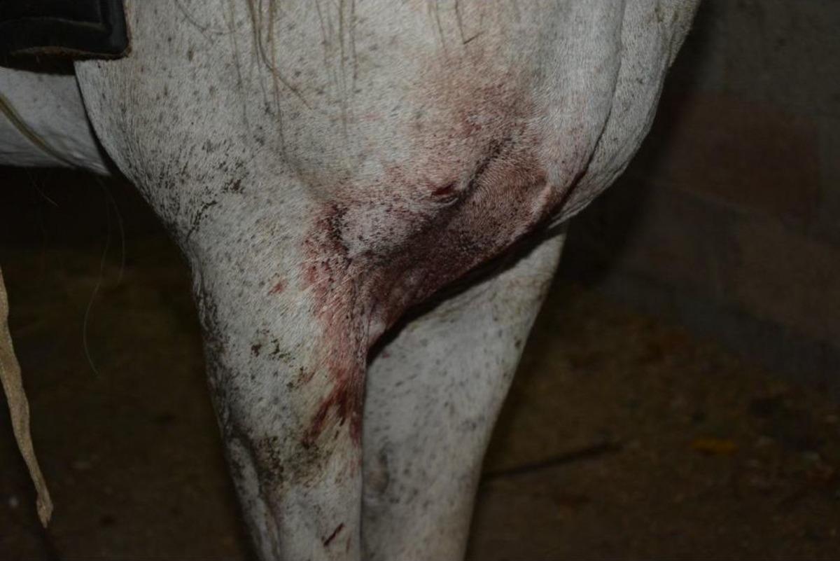 Yarış Atının Bı&ccedil;aklanarak Yaralandığı Iddiası