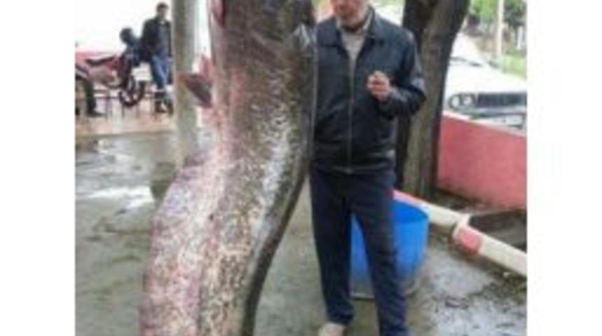 G&ouml;lc&uuml;k&rsquo;te 2,5 Metrelik Yayın Balığı Yakalandı