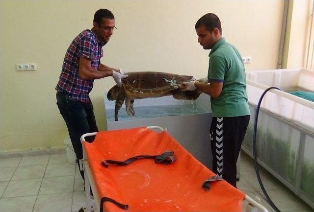 Yaralı Kaplumbağalar Hatay'da Tedavi Ediliyor