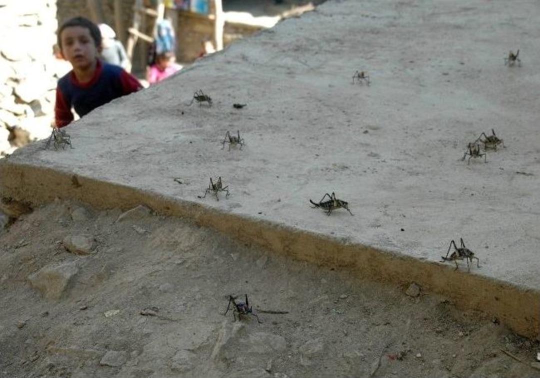 &Ccedil;ekirgeler Mahalleyi İstila Etti