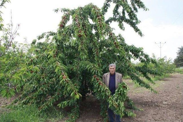 İneg&ouml;ll&uuml; &Ccedil;ift&ccedil;inin Yağmur Ve Doludan Zararı 40 Milyon Lira 1