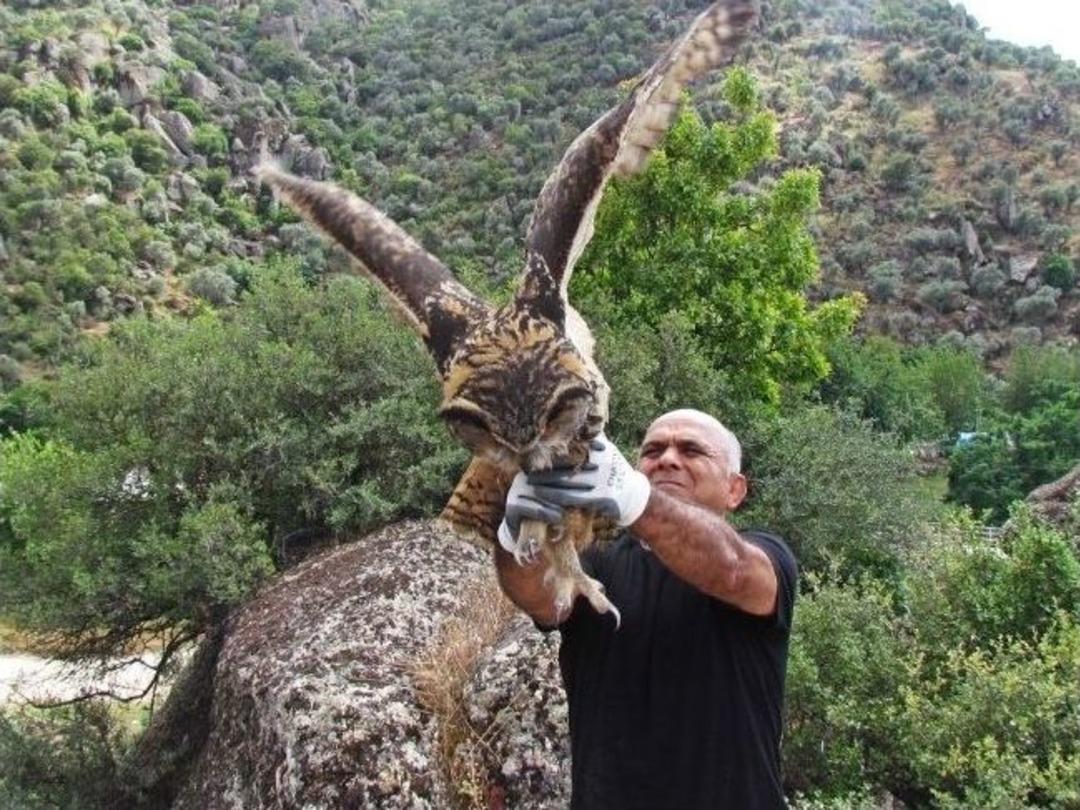 Gecelerin Kralı Tedavisi Yapılıp, Doğaya Bırakıldı