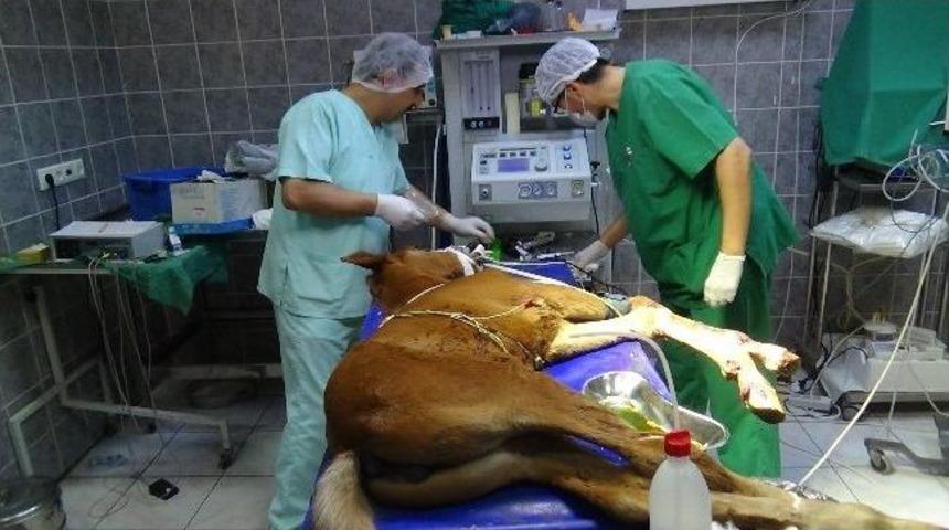 Sahibinin Gezdirdiği Taya Otomobil &Ccedil;arptı