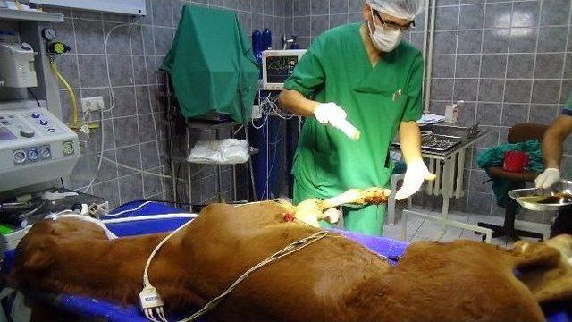 Sahibinin Gezdirdiği Taya Otomobil &Ccedil;arptı 1