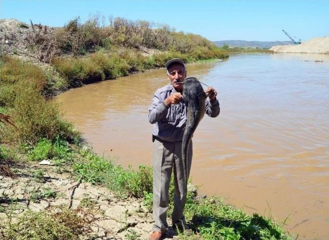 Gediz Nehrindeki Toplu Balık &Ouml;l&uuml;mleri Korkutuyor