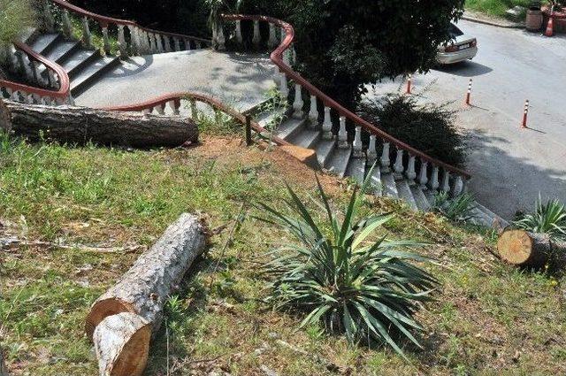 Faciaya Kıl Payı 1