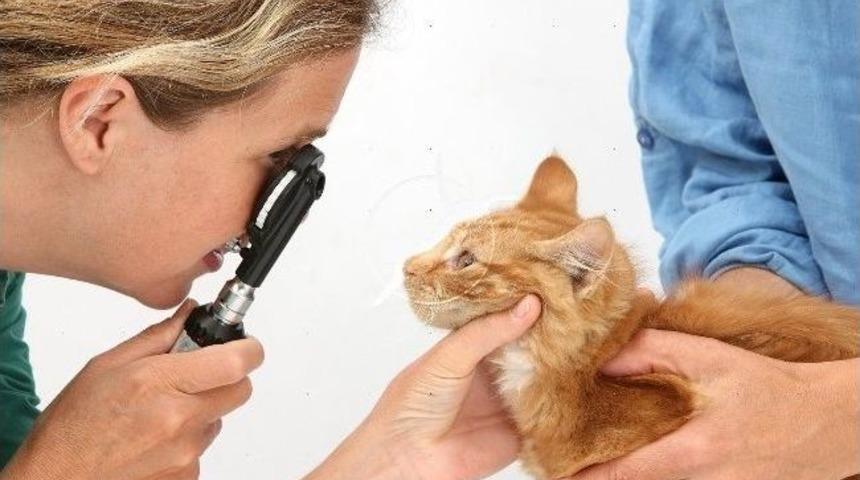 Albatros Hem Kariyer Hem De Meslek Sahibi Yapacak