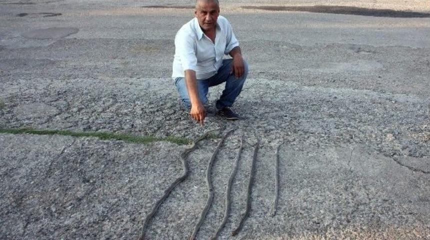 K&ouml;peğinin Yardımıyla 7 Yılan &Ouml;ld&uuml;rd&uuml;