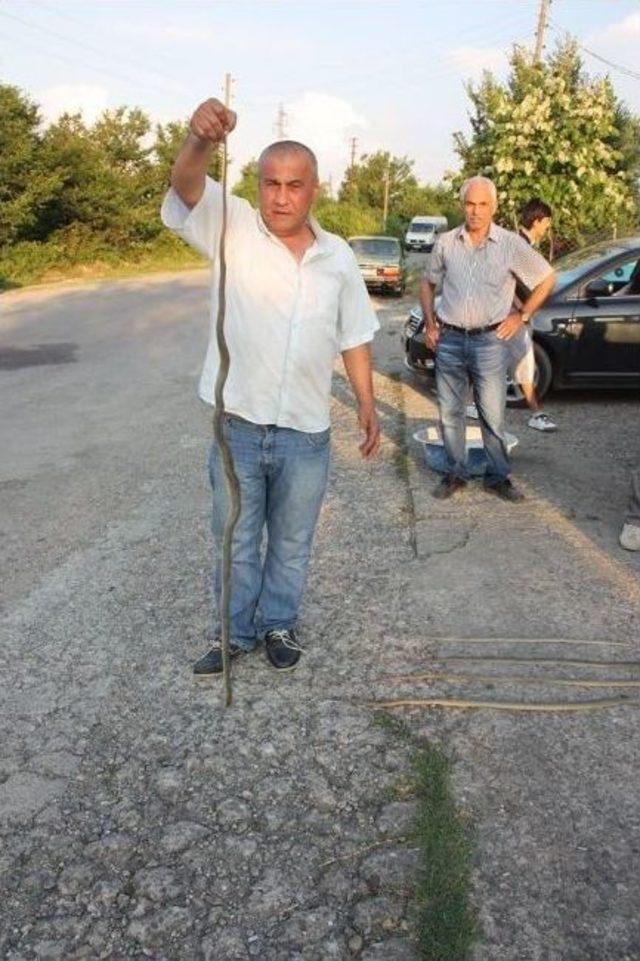 K&ouml;peğinin Yardımıyla 7 Yılan &Ouml;ld&uuml;rd&uuml; 1