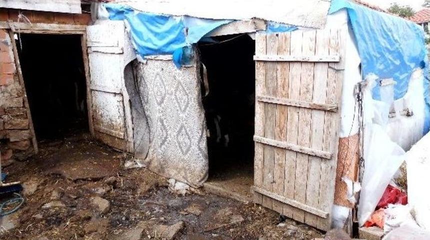 Zabıta Sokak Sokak Gezerek Ahır Ve Ağıl Denetimi Yaptı