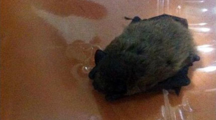 (&ouml;zel Haber) Eve Giren Yarasayla Kedinin M&uuml;cadelesi Kamerada
