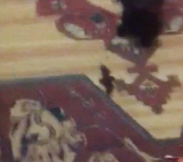(özel Haber) Eve Giren Yarasayla Kedinin Mücadelesi Kamerada 1