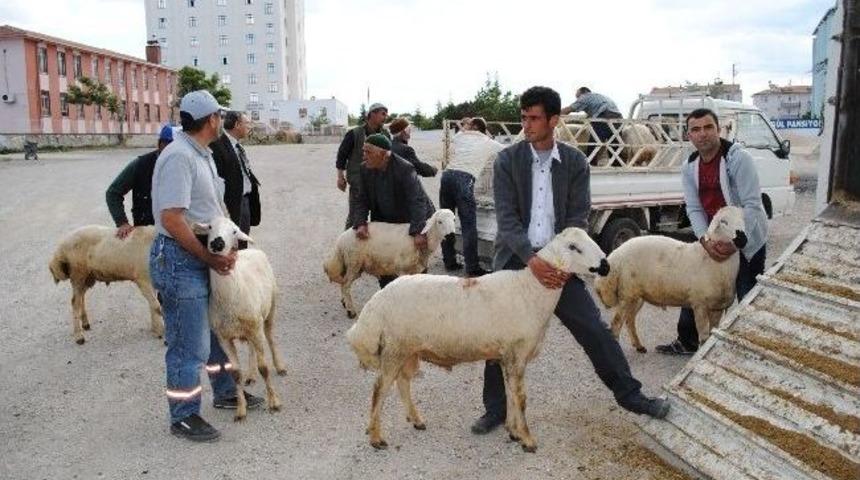 Karaman&rsquo;da &Uuml;reticilere Damızlık Ko&ccedil; Dağıtıldı