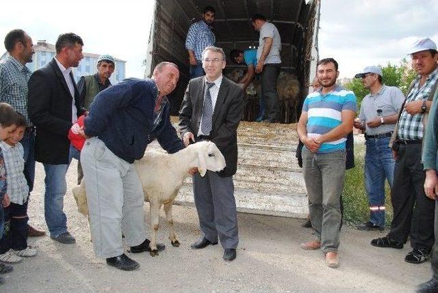 Karaman&rsquo;da &Uuml;reticilere Damızlık Ko&ccedil; Dağıtıldı 1