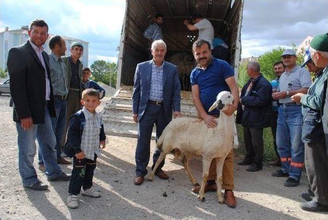 Karaman&rsquo;da &Uuml;reticilere Damızlık Ko&ccedil; Dağıtıldı 2