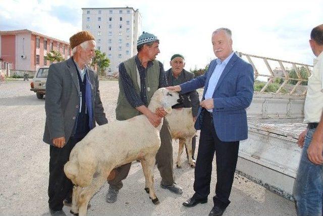 Karaman&rsquo;da &Uuml;reticilere Damızlık Ko&ccedil; Dağıtıldı 3