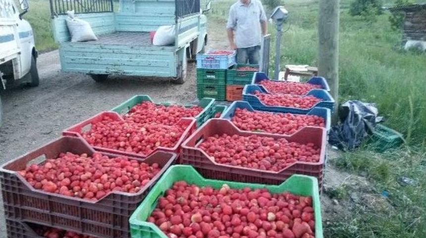 (&ouml;zel) Uludağ &Ccedil;ileği Ucuzladı