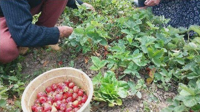 (&ouml;zel) Uludağ &Ccedil;ileği Ucuzladı 1