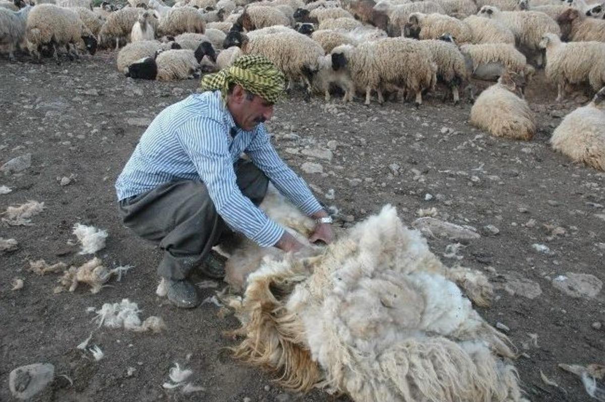 Van&rsquo;da Koyun Kıprma Sezonu A&ccedil;ıldı