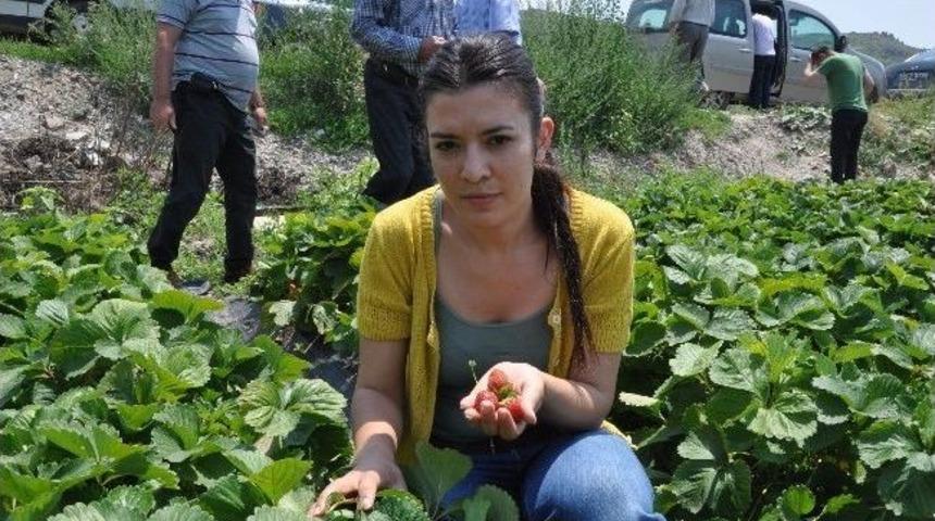 &Ccedil;ilek Kırkağa&ccedil;&rsquo;ta Kavuna Rakip Olmaya Hazırlanıyor