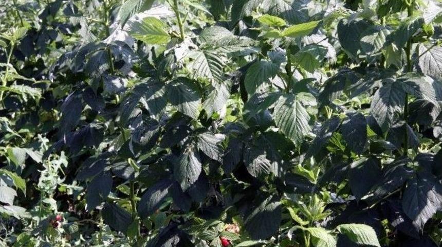 Ahududuyu Dolu Vurdu