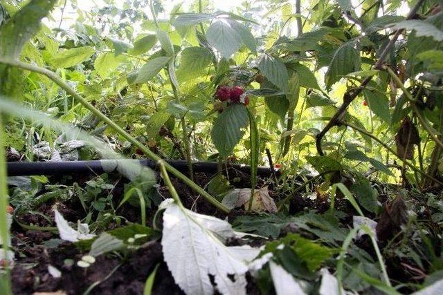 Ahududuyu Dolu Vurdu 1