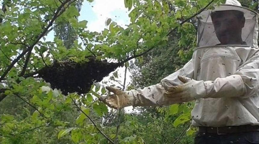 Arılar Bu Yıl Bol 'oğul' Verdi