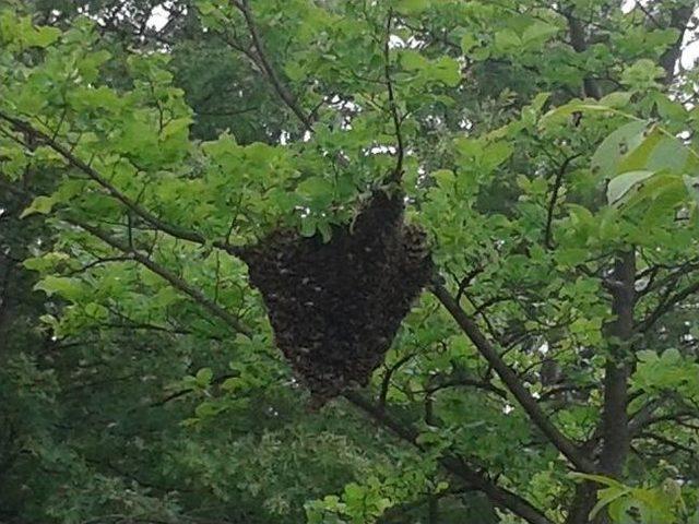 Arılar Bu Yıl Bol  oğul  Verdi 1