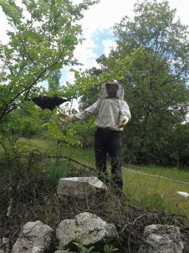 Arılar Bu Yıl Bol  oğul  Verdi 2