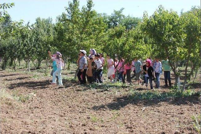 Öğrenciler Tarım Kampına Alındı